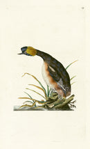 Donovan British Birds Original Eared Grebe - Panteek Antique Prints