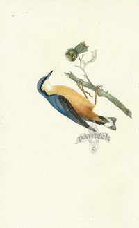 Donovan British Birds Original European Nuthatch - Panteek Antique Prints