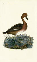 Donovan British Birds Original Ferruginous Duck - Panteek Antique Prints