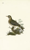 Donovan British Birds Original Field-Lark - Panteek Antique Prints