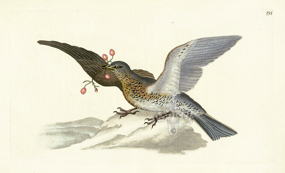 Donovan British Birds Original Fieldfare