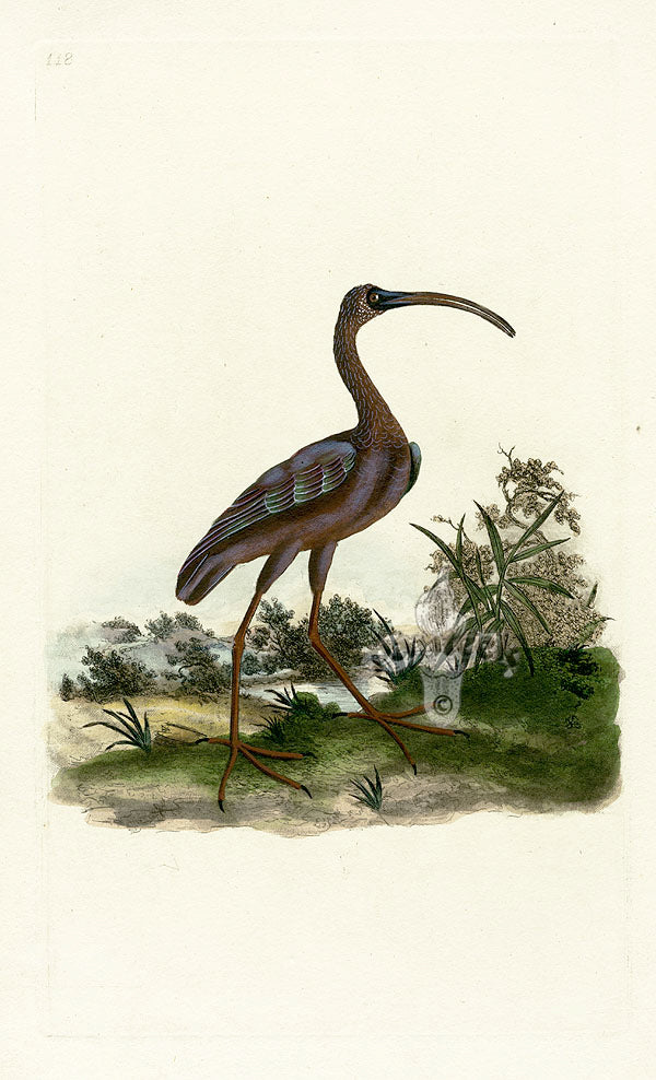 Donovan British Birds Original Glossy Ibis