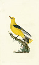 Donovan British Birds Original Golden Oriole - Panteek Antique Prints