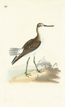 Donovan British Birds Original Green Shanks - Panteek Antique Prints