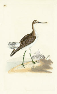 Donovan British Birds Original Green Shanks - Panteek Antique Prints