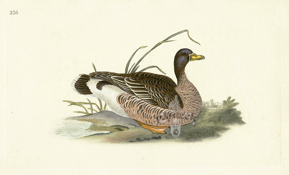 Donovan British Birds Original Grey-Lag Goose