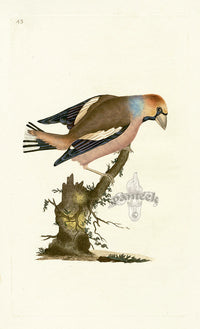 Donovan British Birds Original Grosbeak or Hawfinch - Panteek Antique Prints