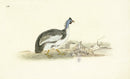 Donovan British Birds Original Guinea Hen - Panteek Antique Prints
