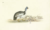 Donovan British Birds Original Guinea Hen - Panteek Antique Prints