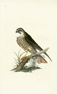 Donovan British Birds Original Hobby - Panteek Antique Prints