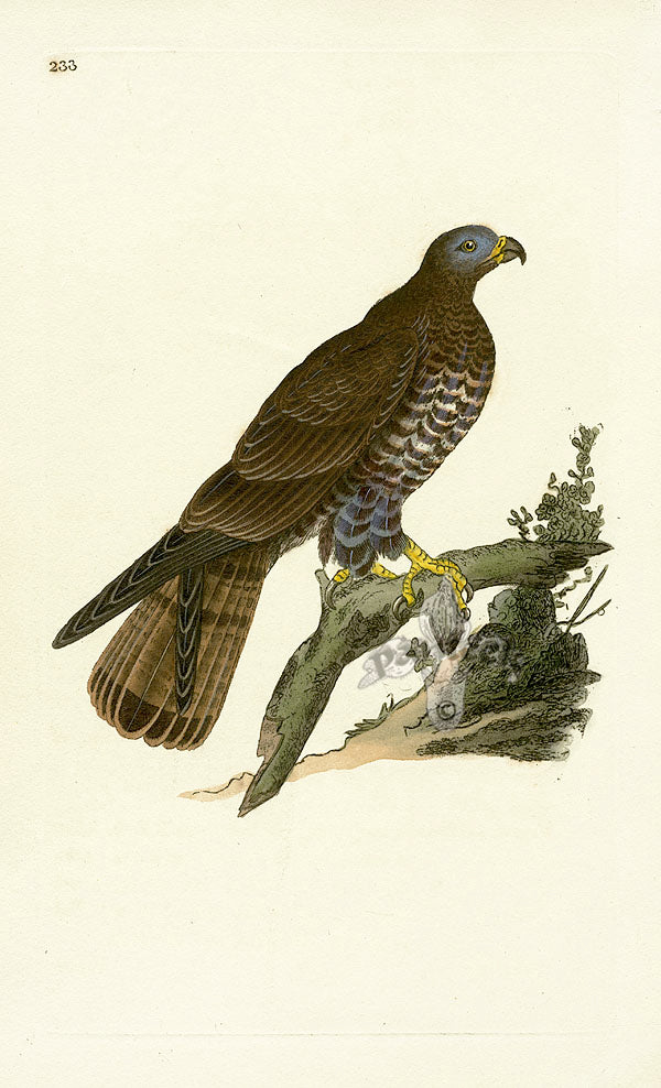 Donovan British Birds Original Honey Buzzard profile