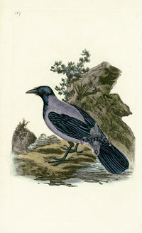 Donovan British Birds Original Hooded Crow - Panteek Antique Prints