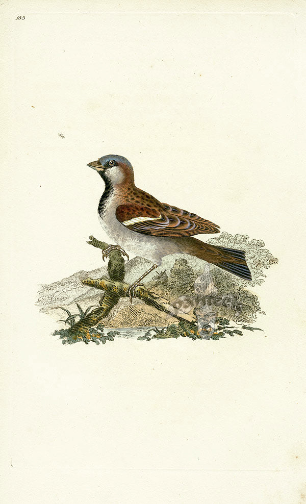 Donovan British Birds Original House Sparrow