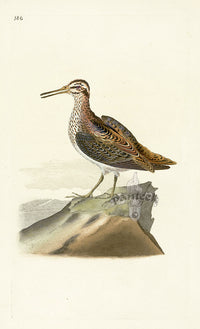 Donovan British Birds Original Jack Snipe - Panteek Antique Prints