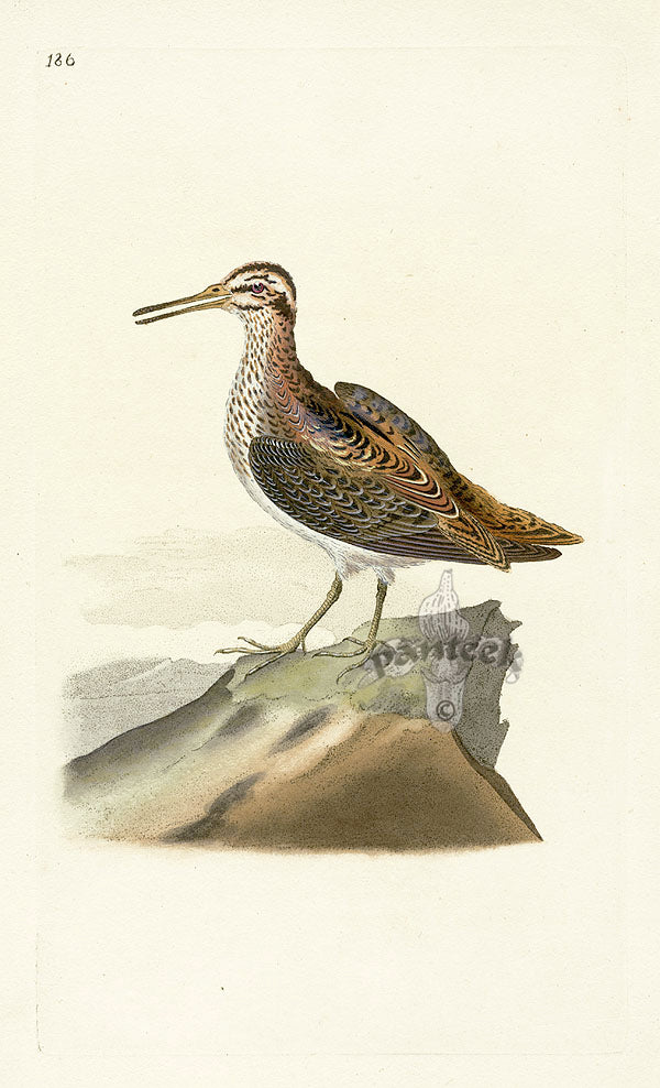 Donovan British Birds Original Jack Snipe