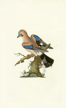 Donovan British Birds Original Jay - Panteek Antique Prints