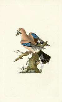 Donovan British Birds Original Jay - Panteek Antique Prints