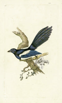 Donovan British Birds Original Magpie - Panteek Antique Prints