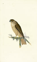 Donovan British Birds Original Merlin - Panteek Antique Prints
