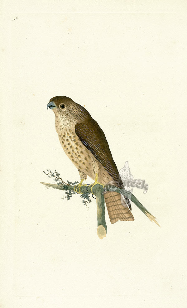 Donovan British Birds Original Merlin