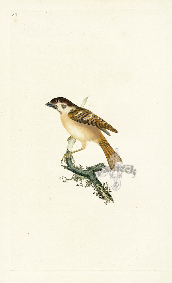 Donovan British Birds Original Mountain, or Tree Sparrow
