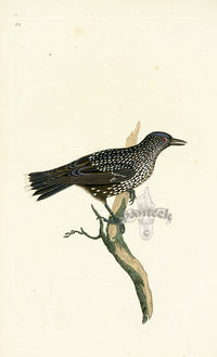 Donovan British Birds Original Nutcracker - Panteek Antique Prints