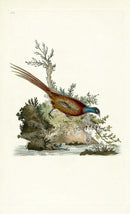 Donovan British Birds Original Pheasant - Panteek Antique Prints