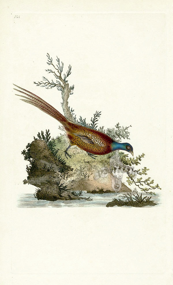 Donovan British Birds Original Pheasant
