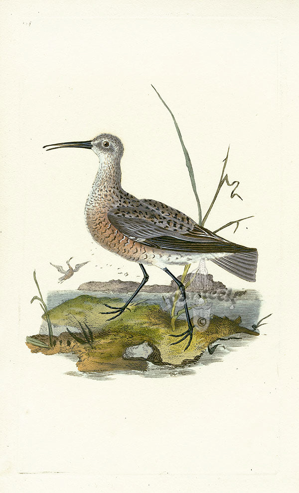 Donovan British Birds Original Pigmy Curlew