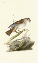 Donovan British Birds Original Red-backed Butcher Bird - Panteek Antique Prints