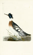 Donovan British Birds Original Red-breasted Merganser - Panteek Antique Prints