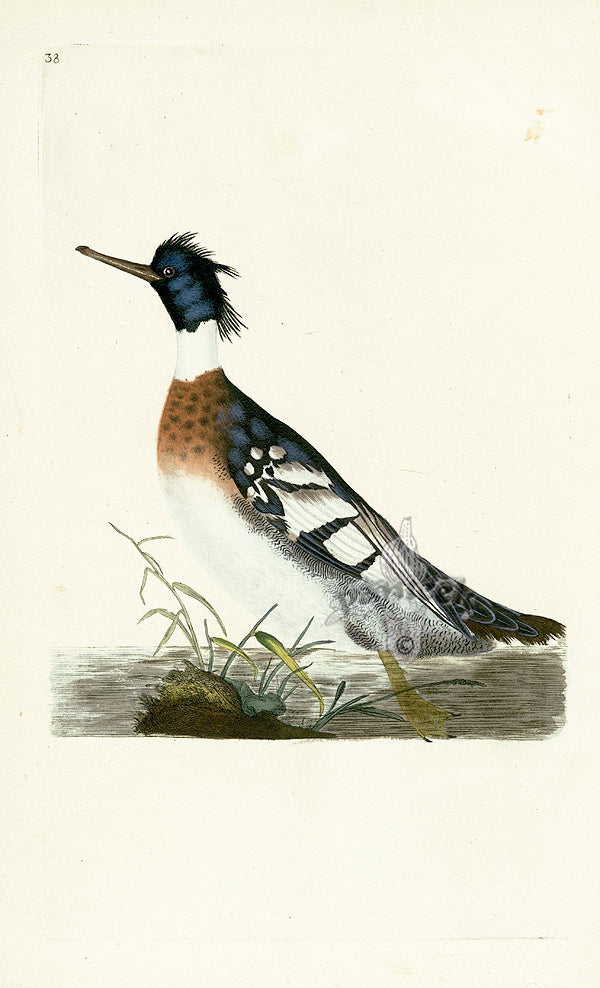 Donovan British Birds Original Red-breasted Merganser