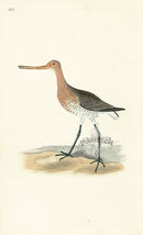 Donovan British Birds Original Red Godwit - Panteek Antique Prints