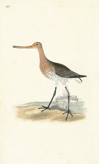 Donovan British Birds Original Red Godwit - Panteek Antique Prints