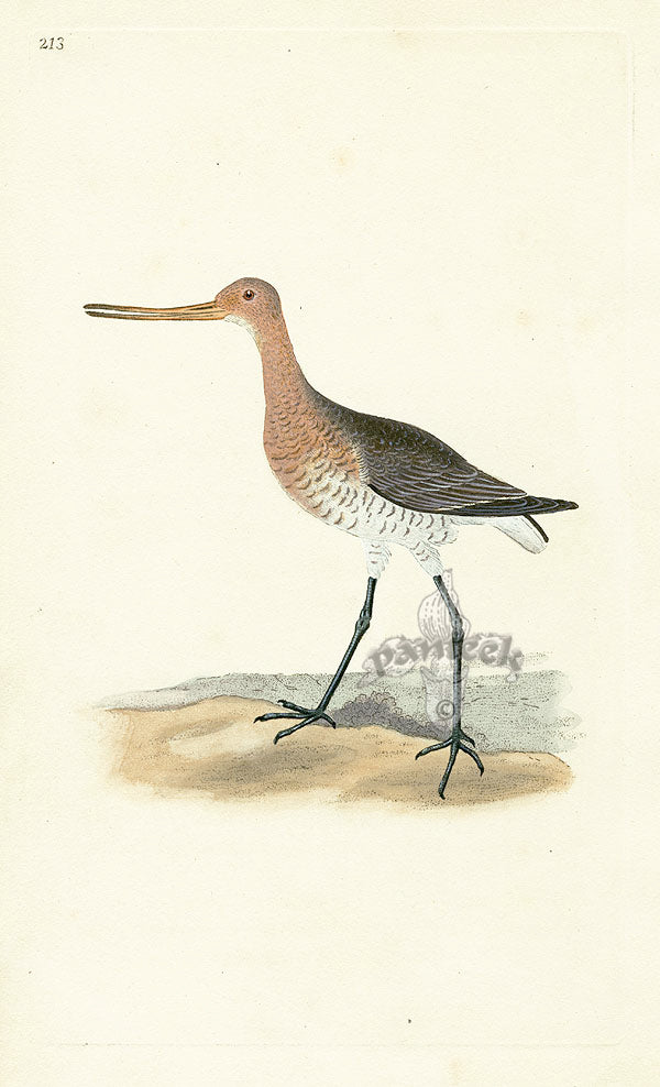 Donovan British Birds Original Red Godwit