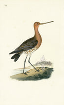 Donovan British Birds Original Red Godwit, male - Panteek Antique Prints