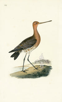 Donovan British Birds Original Red Godwit, male - Panteek Antique Prints