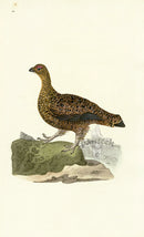Donovan British Birds Original Red Grous, female - Panteek Antique Prints