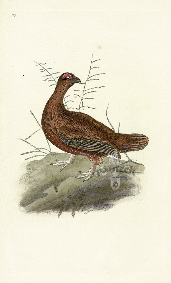 Donovan British Birds Original Red Grous, male