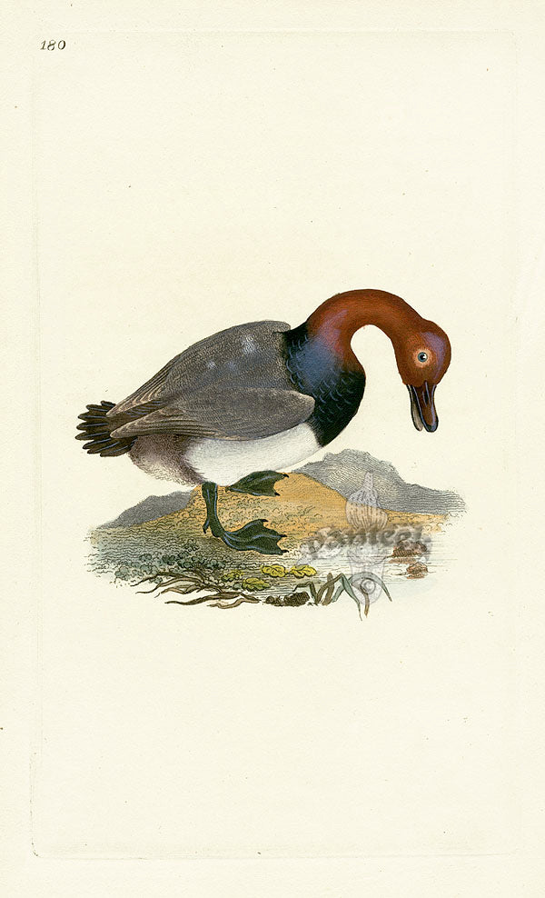 Donovan British Birds Original Red-headed Wigeon