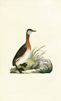 Donovan British Birds Original Red-necked Grebe - Panteek Antique Prints