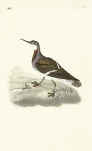 Donovan British Birds Original Red Phalarope - Panteek Antique Prints