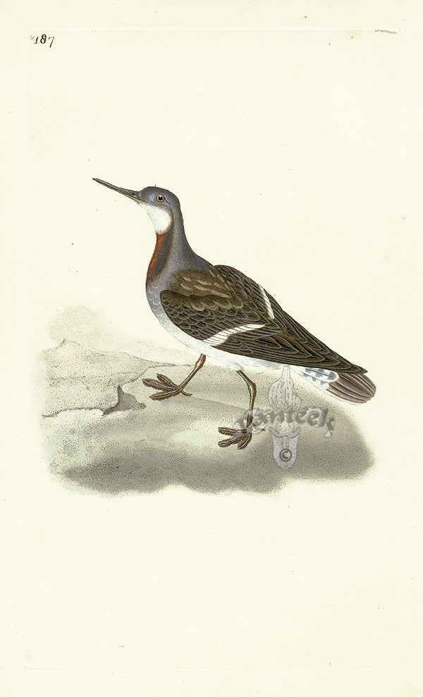 Donovan British Birds Original Red Phalarope