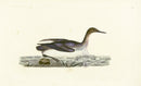 Donovan British Birds Original Red-throated Diver - Panteek Antique Prints