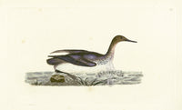 Donovan British Birds Original Red-throated Diver - Panteek Antique Prints