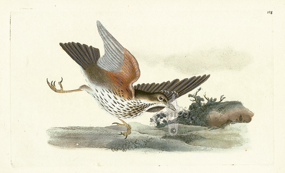 Donovan British Birds Original Red Wing