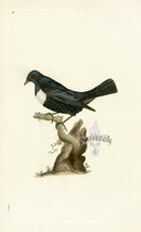 Donovan British Birds Original Ring-Ouzel - Panteek Antique Prints