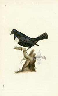 Donovan British Birds Original Ring-Ouzel - Panteek Antique Prints