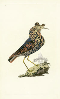 Donovan British Birds Original Ruff - Panteek Antique Prints