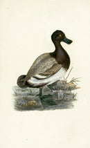 Donovan British Birds Original Scaup Duck - Panteek Antique Prints